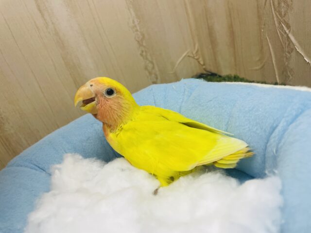 コザクラインコ（小桜インコ）