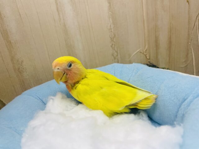 コザクラインコ（小桜インコ）