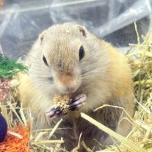 まるっと食いしん坊😍リチャードソンジリス 男の子 2024年4月生まれ