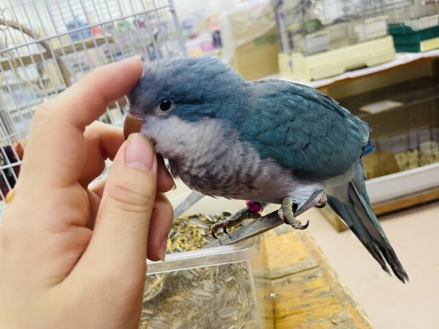 オキナインコ