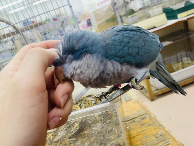 オキナインコ