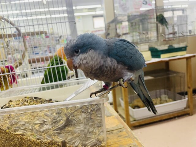 オキナインコ