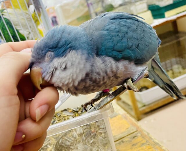 なれてるよ〜❣️触れ合い好き好き💓むぎゅっとしたお顔が可愛いよ❣️ オキナインコ　ブルー