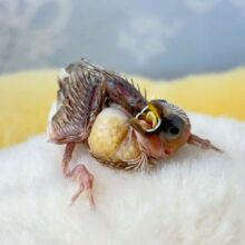 ミニミニサイズ🥰十姉妹(シナモン) 2024年8月生まれ