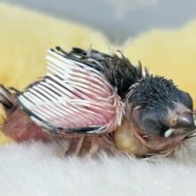 ちょこんとかわいい🫶十姉妹(ノーマル) 2024年8月生まれ