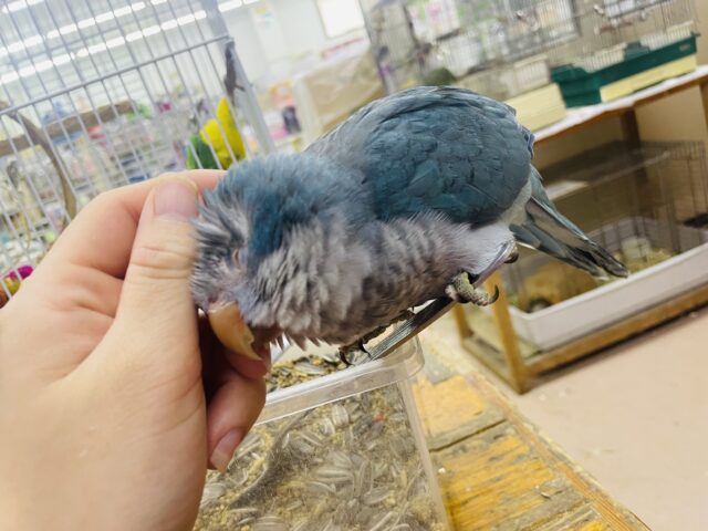 オキナインコ