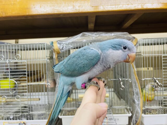 オキナインコ