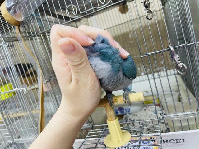 オキナインコ