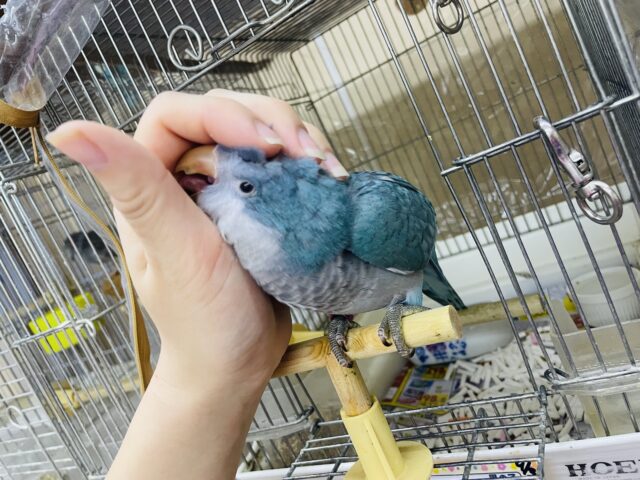 オキナインコ