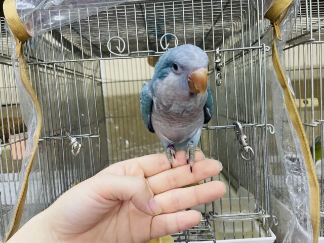 オキナインコ