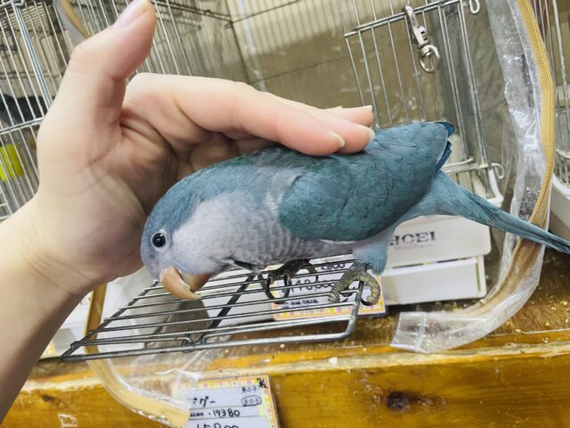 オキナインコ