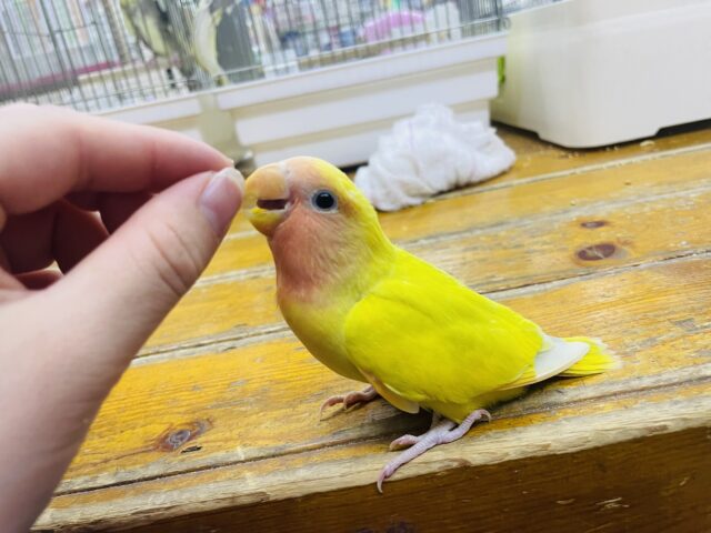 コザクラインコ（小桜インコ）