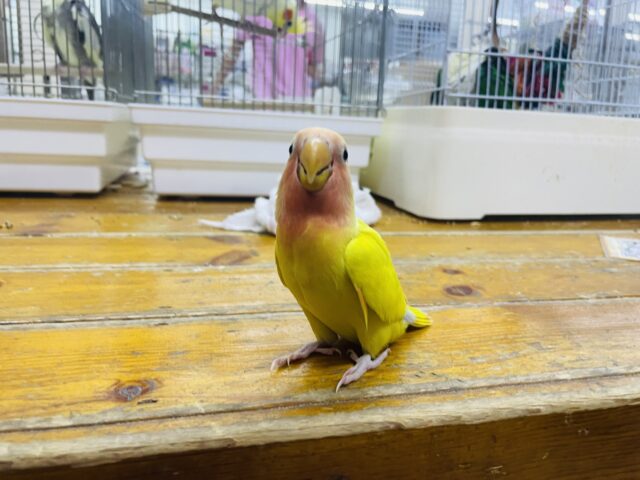 コザクラインコ（小桜インコ）