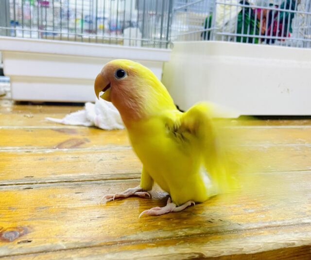 コザクラインコ（小桜インコ）