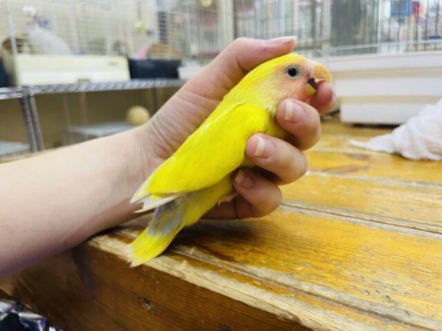 コザクラインコ（小桜インコ）