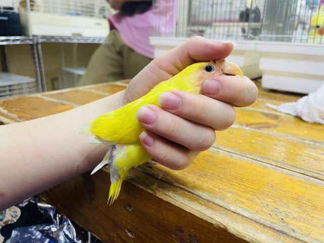 コザクラインコ（小桜インコ）