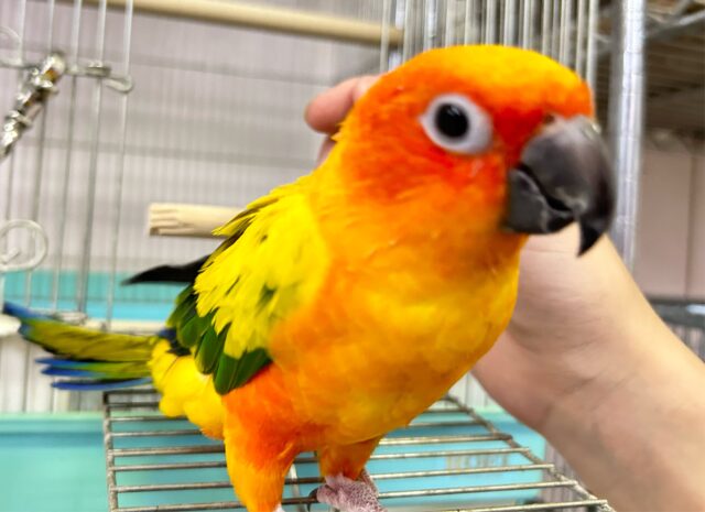 コガネメキシコインコ