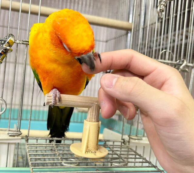 コガネメキシコインコ