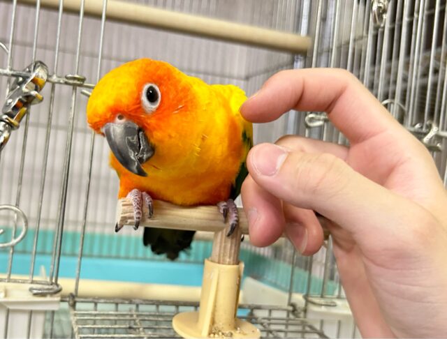 コガネメキシコインコ