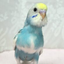 淡い綺麗なクリームソーダカラー🩵🥤セキセイインコ(パステルレインボーパイド2024年8月生まれ)