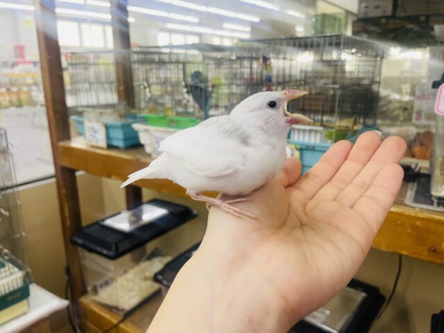 白文鳥