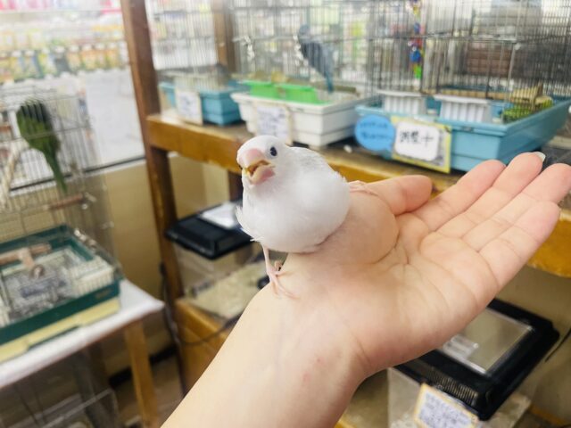 最新画像❣️おこめちゃんだよ〜❣️ねぼけまなこで一緒に2度寝する〜？💫💫💫 白文鳥