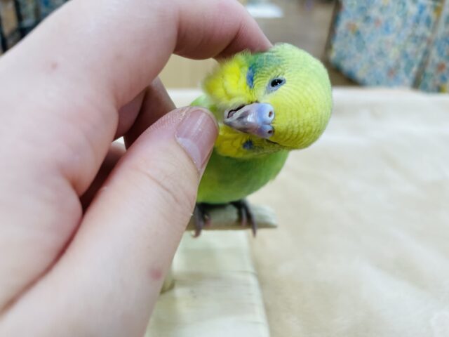 セキセイインコ