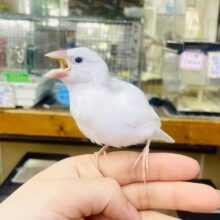 最新画像❣️おこめちゃんだよ〜❣️ねぼけまなこで一緒に2度寝する〜？💫💫💫　白文鳥