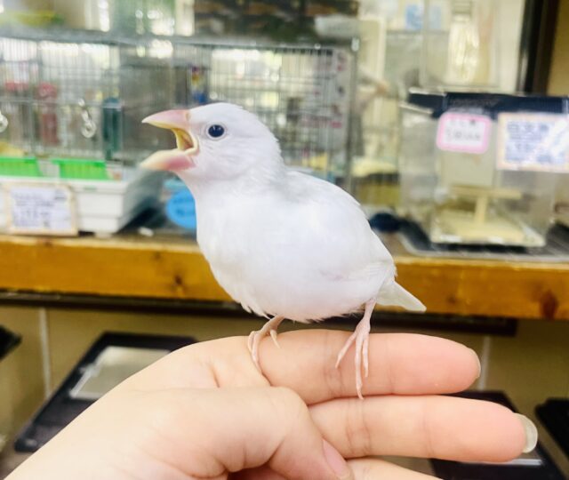 最新画像❣️おこめちゃんだよ〜❣️ねぼけまなこで一緒に2度寝する〜？💫💫💫　白文鳥