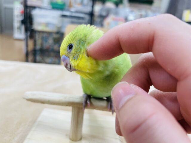 セキセイインコ