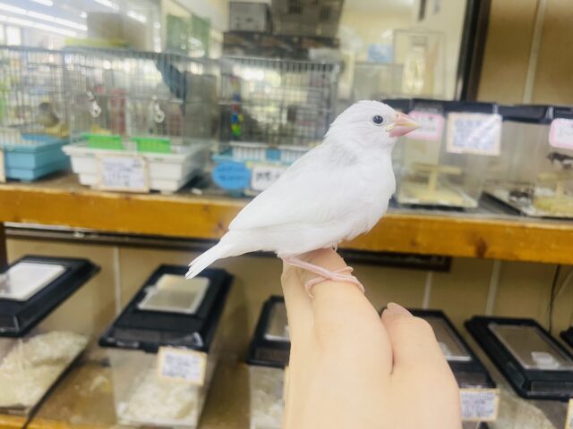 白文鳥