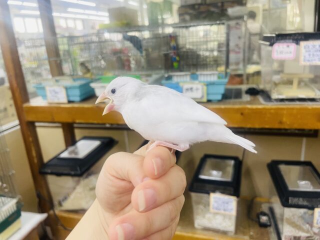 最新画像❣️おこめちゃんだよ〜❣️ねぼけまなこで一緒に2度寝する〜？💫💫💫 白文鳥