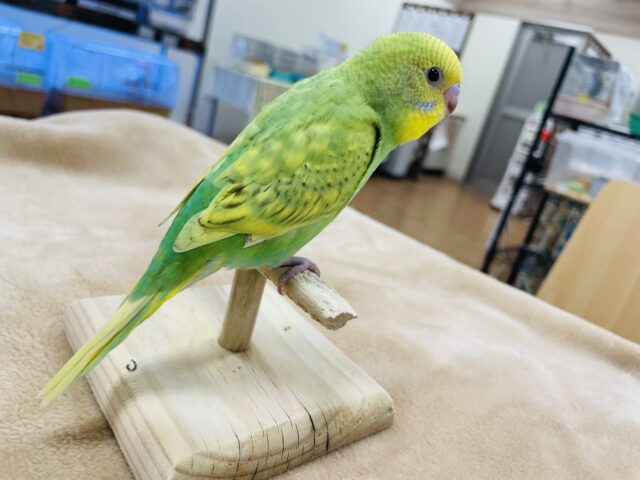 セキセイインコ