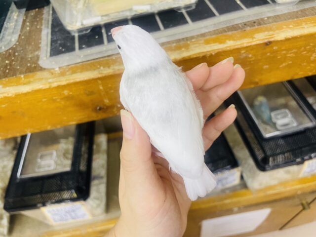 白文鳥