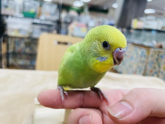 セキセイインコ