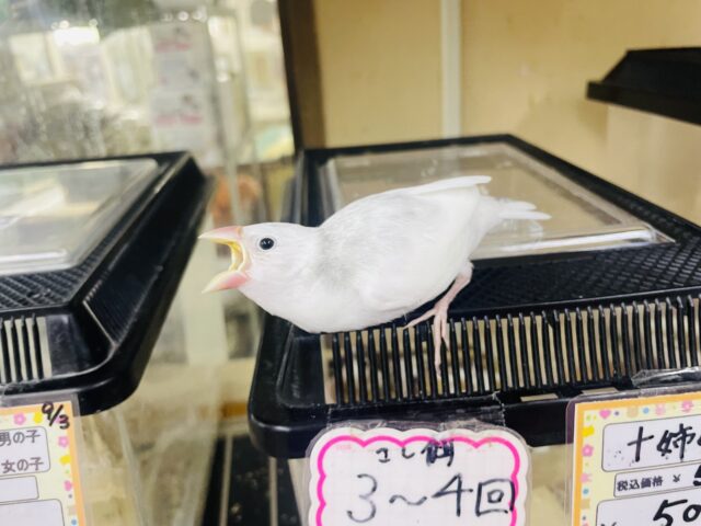 白文鳥