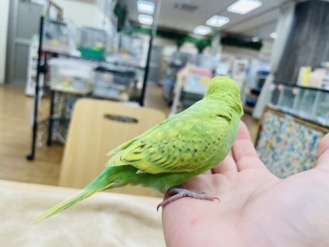 セキセイインコ