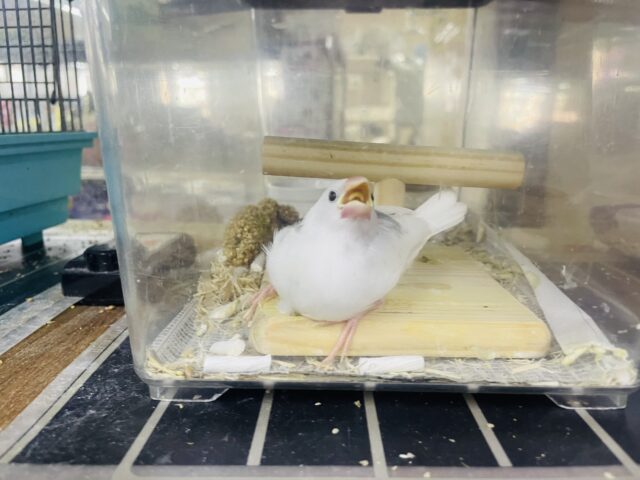 白文鳥