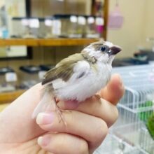 最新画像❣️すき〜〜❣️❣️のねらい愛💓　十姉妹