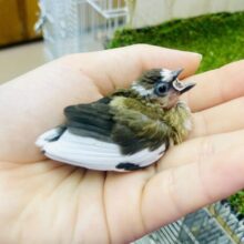 最新画像🌟リサーチは抜かりなく😏✨📷🌟　十姉妹