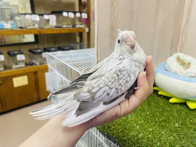 オカメインコ