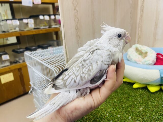 オカメインコ