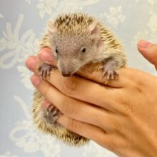 トゲっともちっと🦔︎💕︎︎ヒメハリテンレック　2022年５月生まれ