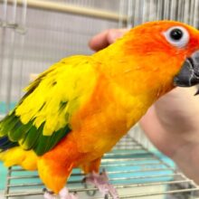 最新画像‼️実は甘えん坊さんな🧡コガネメキシコインコ 2023年4月生まれ