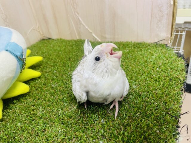 オカメインコ