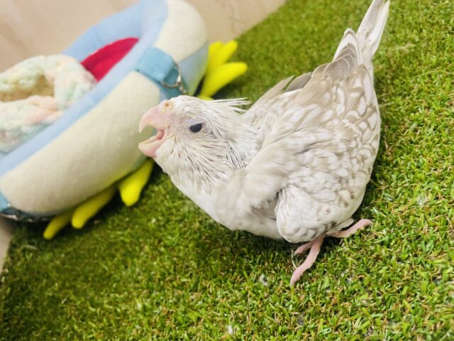 オカメインコ