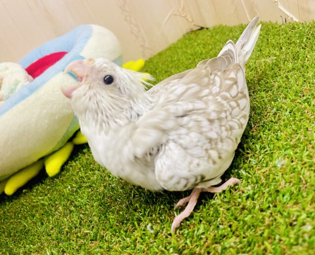 💎待ち侘びてる❄️ゆきしぐれ❄️ オカメインコ　WFシナモンパール