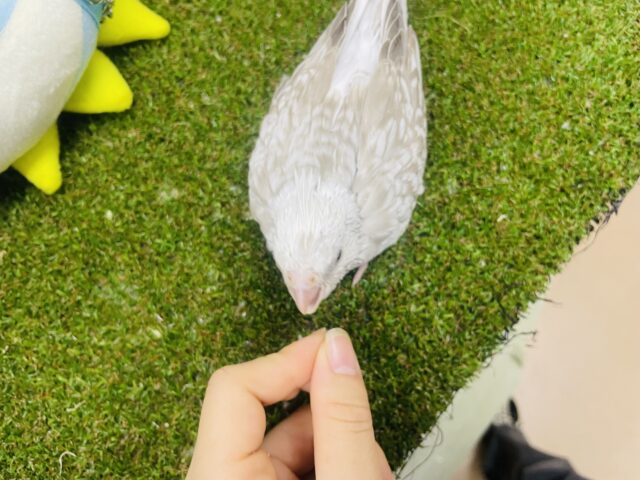 オカメインコ