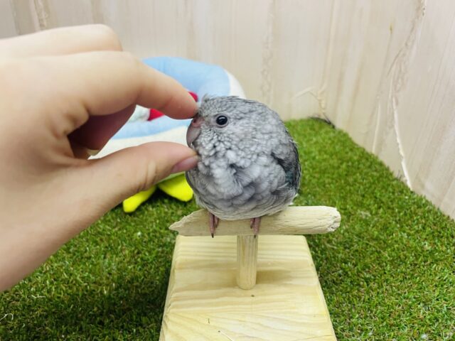 ビセイインコ（美声インコ）