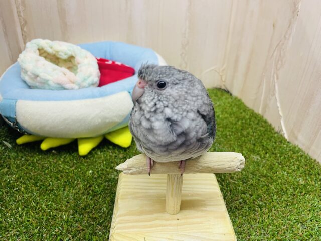 ビセイインコ（美声インコ）